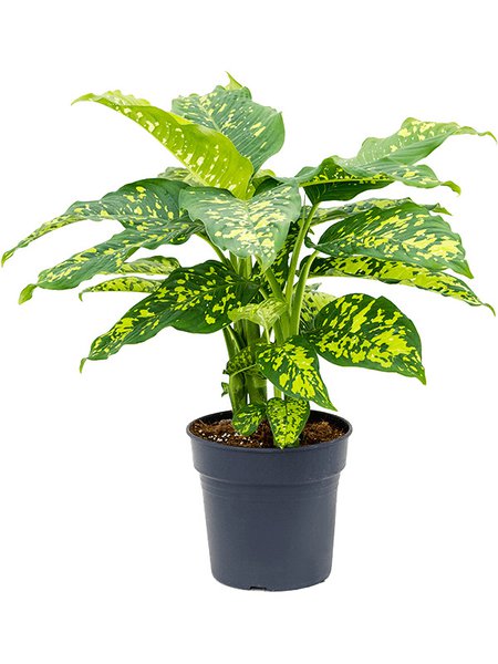 Dieffenbachia seguine 'Cheetah', Busch, im 30cm Topf, H�he 110cm, Breite 100cm