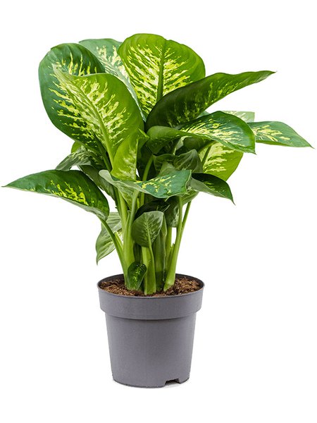 Dieffenbachia seguine 'Reeva', Tuff, im 24cm Topf, H�he 70cm, Breite 45cm