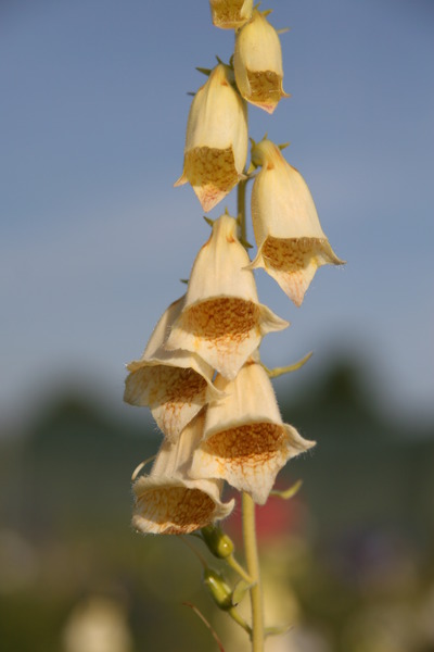 Digitalis ambigua