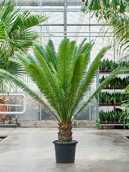 Dioon spinulosum, Stamm, im 30cm Topf, H�he 160cm, Breite 130cm