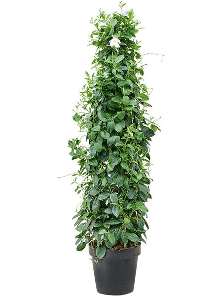 Dipladenia classic white, Pyramide, im 30cm Topf, H�he 160cm, Breite 55cm