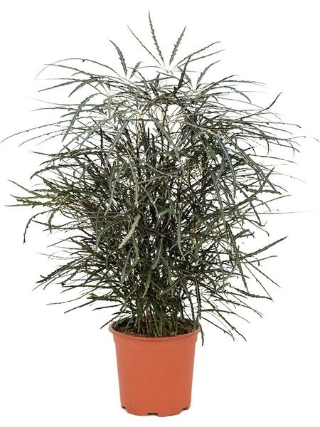 Dizygotheca elegantissima, Busch, im 19cm Topf, H�he 55cm, Breite 35cm