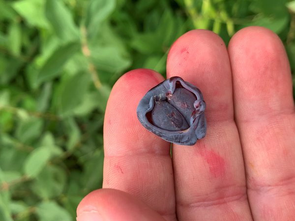 Baies de Mai, Erstbeere, Lonicera caerulea, Cam&eacute;risier