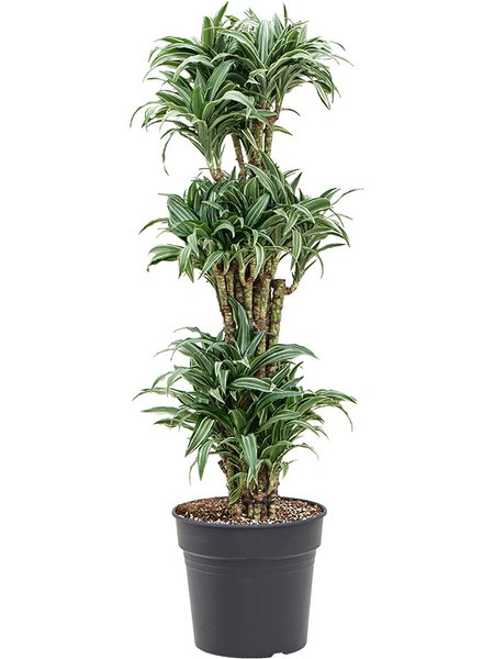 Dracaena compacta variegata, Verzweigt, im 30cm Topf, H�he 130cm, Breite 40cm