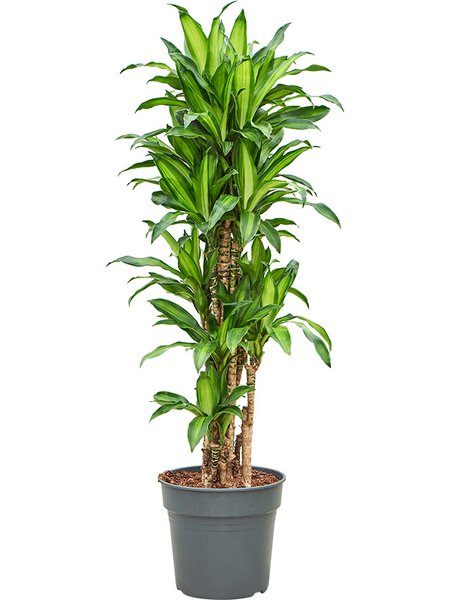 Dracaena deremensis 'Eve', Verzweigt-Multi, im 30cm Topf, H�he 150cm, Breite 70cm