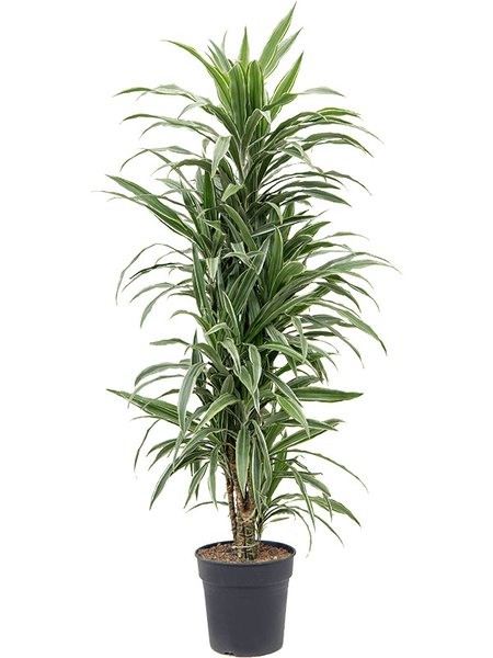 Dracaena deremensis 'Warneckei', Verzweigt-Multi, im 30cm Topf, H�he 145cm, Breite 60cm