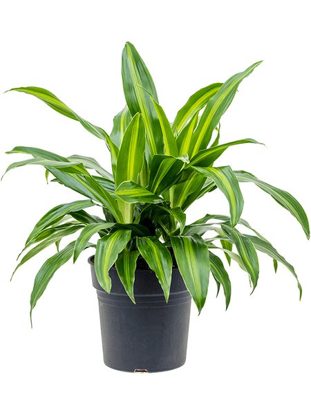 Dracaena fragans 'Arco Iris', Kopf, im 24cm Topf, H�he 60cm, Breite 60cm