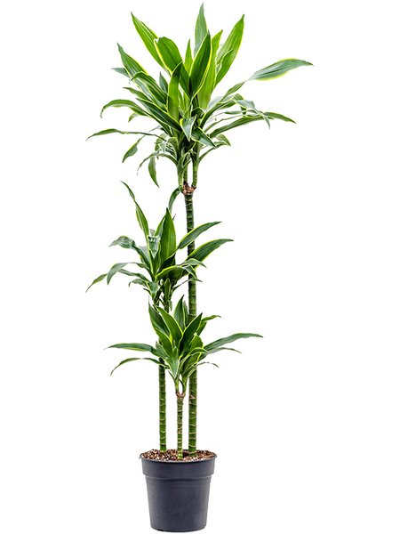 Dracaena fragrans 'Arturo', 90-60-30, im 24cm Topf, H�he 150cm, Breite 50cm