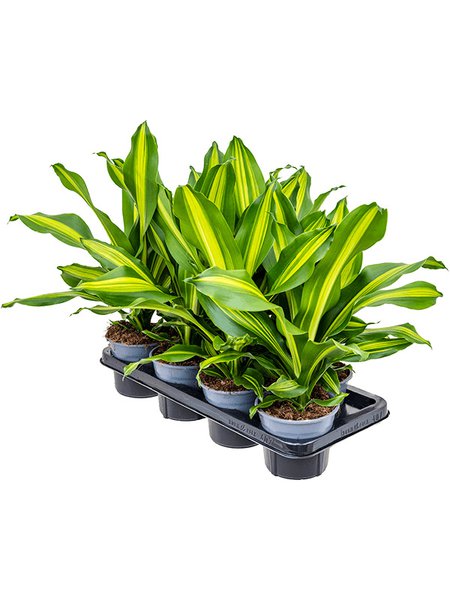 Dracaena fragrans 'Burley' 7/tay, Kopf, im 14cm Topf, H�he 40cm, Breite 25cm