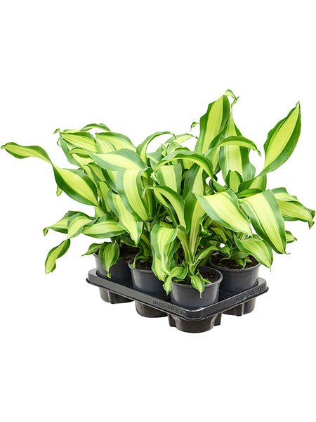 Dracaena fragrans 'Charley' 6/tay, Kopf, im 13cm Topf, H�he 40cm, Breite 25cm