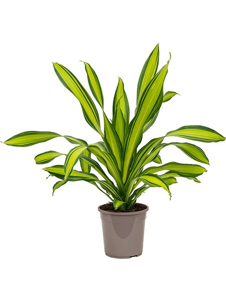 Dracaena fragrans 'Charley', Kopf, im 24cm Topf, H�he 85cm, Breite 50cm