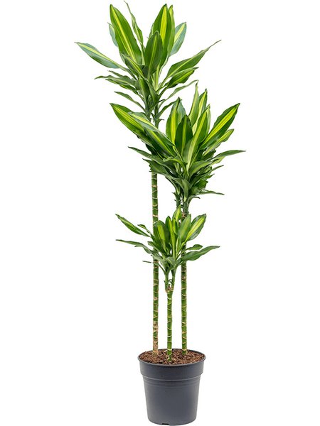 Dracaena fragrans 'Cintho', 90-60-30, im 24cm Topf, H�he 150cm, Breite 35cm