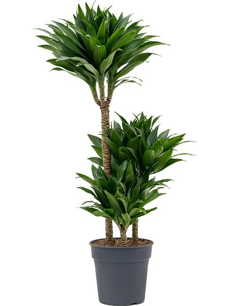Dracaena fragrans 'Compacta', 60-30-15, im 21cm Topf, H�he 95cm, Breite 35cm