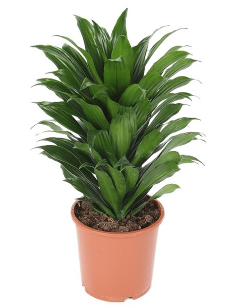 Dracaena fragrans 'Compacta', Kopf, im 17cm Topf, H�he 40cm, Breite 20cm