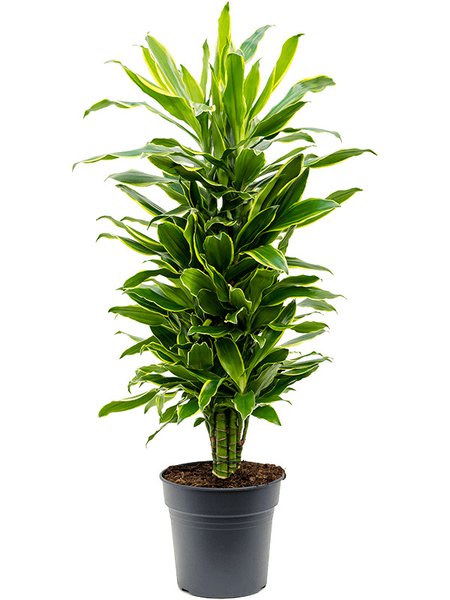 Dracaena fragrans 'Golden Coast', Verzweigt-multi, im 27cm Topf, H�he 100cm, Breite 40cm