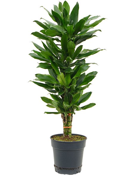 Dracaena fragrans 'Golden Dragon', 60-Carrousel, im 24cm Topf, H�he 100cm, Breite 35cm
