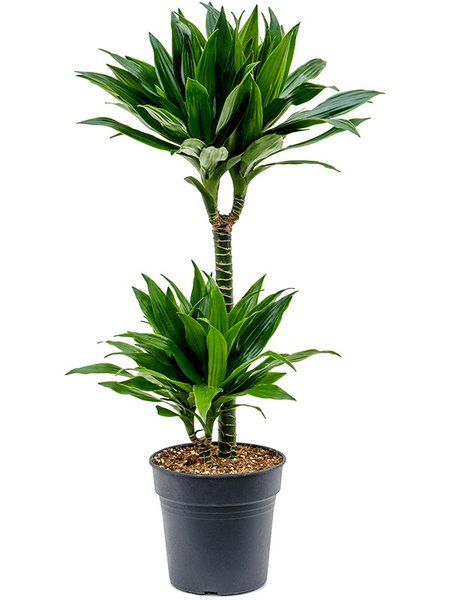 Dracaena fragrans 'Green Jewel', 45-15, im 19cm Topf, H�he 85cm, Breite 40cm