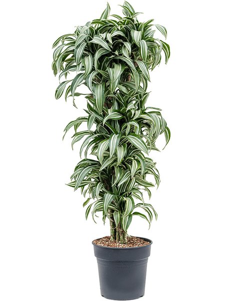 Dracaena fragrans 'Jade Jewel', Verzweigt-multi, im 30cm Topf, H�he 140cm, Breite 60cm
