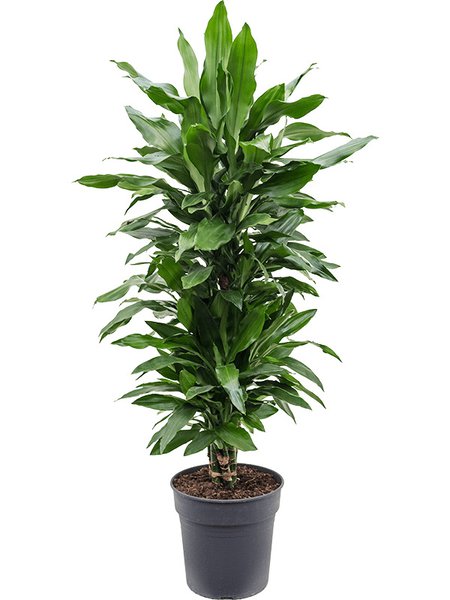 Dracaena fragrans 'Janet Lind', Verzweigt-multi, im 27cm Topf, H�he 120cm, Breite 40cm