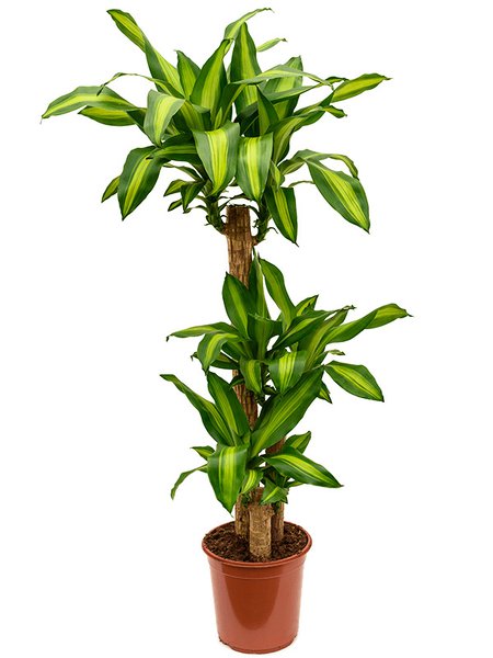 Dracaena fragrans 'Massangeana', 90-45-20, im 24cm Topf, H�he 135cm, Breite 35cm