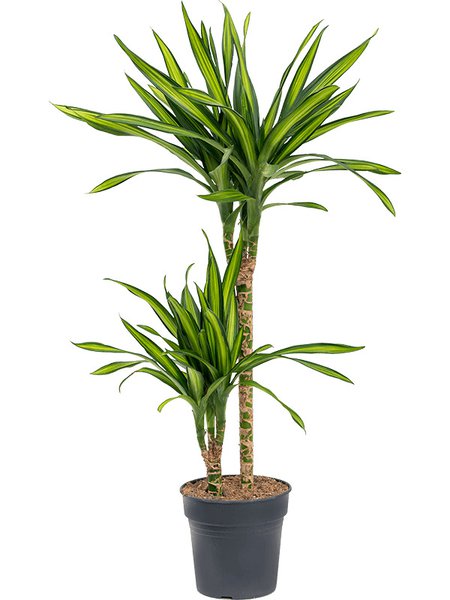 Dracaena fragrans 'Riki', 45-15, im 19cm Topf, H�he 100cm, Breite 45cm