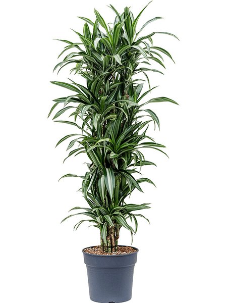 Dracaena fragrans 'Ulises', Verzweigt-Multi, im 34cm Topf, H�he 170cm, Breite 65cm