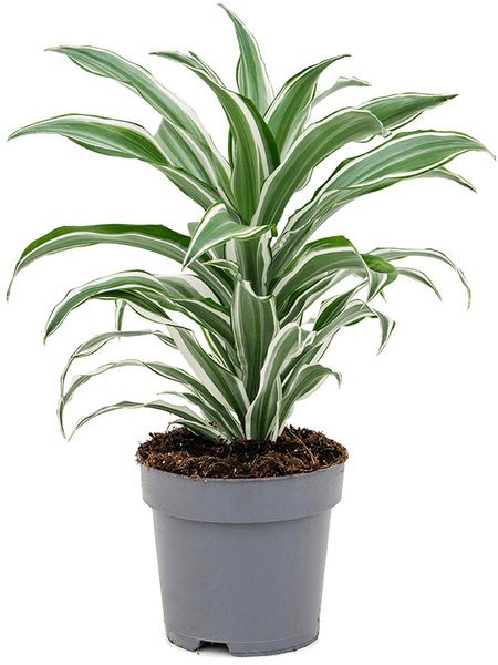 Dracaena fragrans 'White Jewel', Kopf, im 17cm Topf, H�he 40cm, Breite 30cm