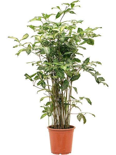 Dracaena godseffiana (90-120), Tuff (90-120), im 24cm Topf, H�he 115cm, Breite 50cm