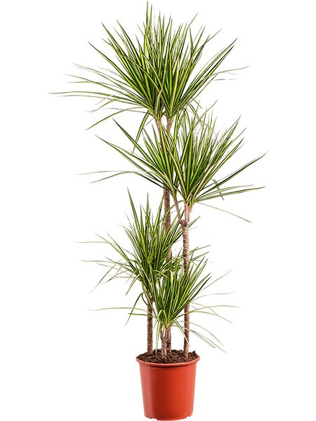 Dracaena marginata 'Golden Dragon', 90-60-30-15, im 24cm Topf, H�he 150cm, Breite 40cm