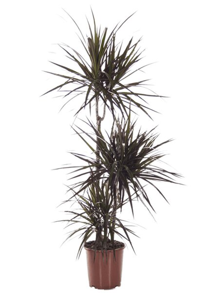 Dracaena marginata 'Magenta', 60-30-15, im 21cm Topf, H�he 120cm, Breite 35cm