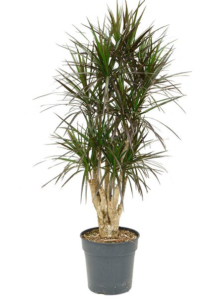 Dracaena marginata 'Margenta', Verzweigt, im 30cm Topf, H�he 140cm, Breite 70cm