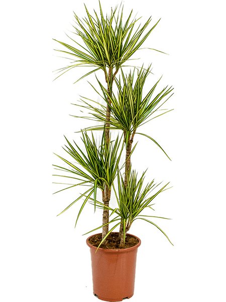 Dracaena marginata 'Sunray', 90-60-30-15, im 27cm Topf, H�he 150cm, Breite 40cm