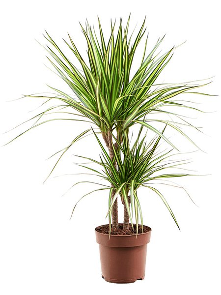 Dracaena marginata 'Sunray'q, 30-15, im 17cm Topf, H�he 65cm, Breite 35cm