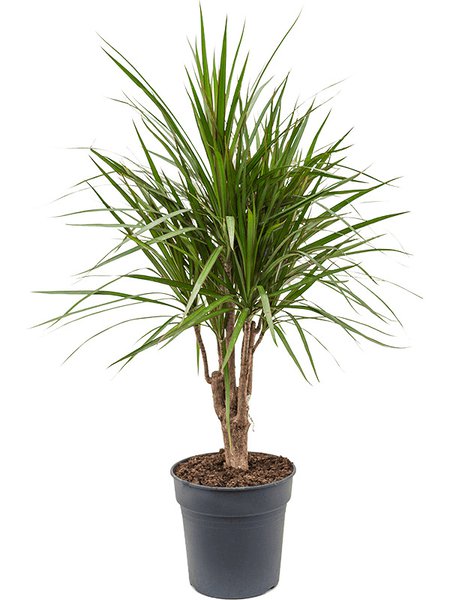Dracaena marginata, Verzweigt, im 24cm Topf, H�he 100cm, Breite 40cm