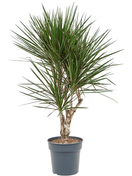 Dracaena marginata spider, Verzweigt, im 27cm Topf, H�he 120cm, Breite 55cm