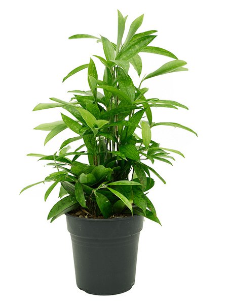 Dracaena surculosa, Tuff, im 19cm Topf, H�he 65cm, Breite 40cm