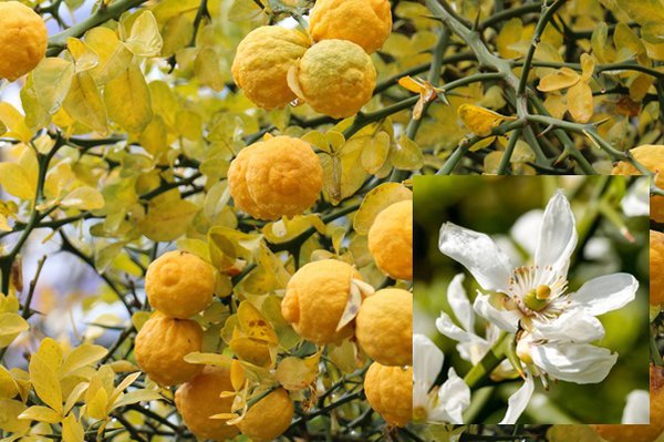 Poncirus trifoliata, varits d'agrumes