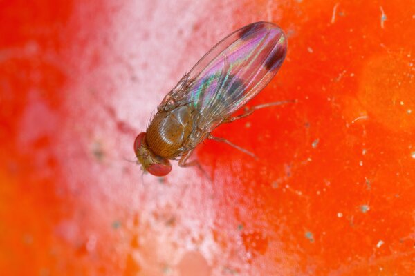 Drosophila suzukii, m&acirc;le drosophile du cerisier sur un fruit