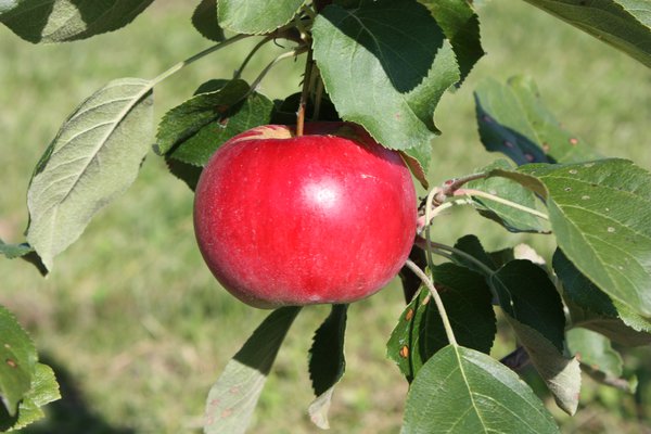 Quand les pommes sont-elles mûres récolte de pommes Lubera pomme Paradis Julka Lubera