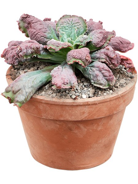 Echeveria 'Pulvinata', im 18cm Topf, H�he 25cm, Breite 20cm