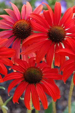 Echinacea purpurea 'Tomato Soup' (S)