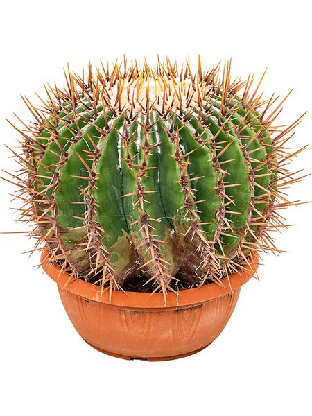 Echinocactus ingens, im 25cm Topf, H�he 25cm, Breite 30cm