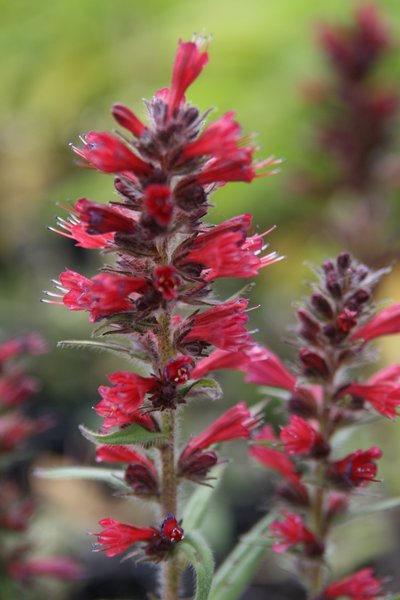 Echium russicum