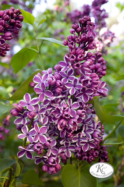 Syringa vulgaris 'Sensation'