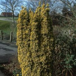 Eibe, Gelbe S�ulen-Eibe 'Fastigiata Aurea'