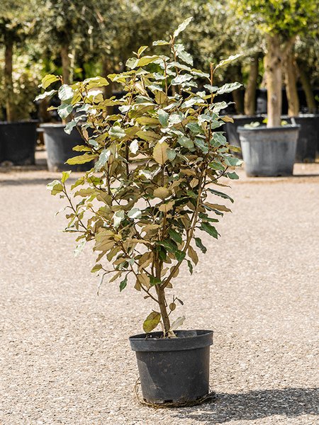 Elaeagnus ebbingei, Busch, im 19cm Topf, H�he 75cm, Breite 40cm