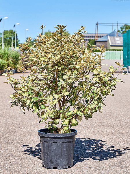 Elaeagnus ebbingei 'Maryline', Busch, im 32cm Topf, H�he 110cm, Breite 55cm