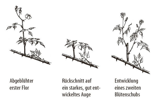 acheter des rosiers buissons