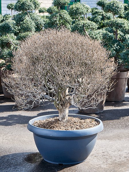 Enkianthus campanulatus, Busch, im 70cm Topf, H�he 120cm, Breite 80cm