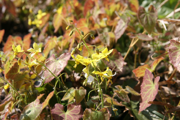 Epimedium &times; perralchicum 'Frohnleiten', fleur des elfes